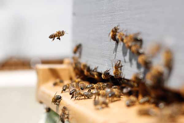 Native bee hives