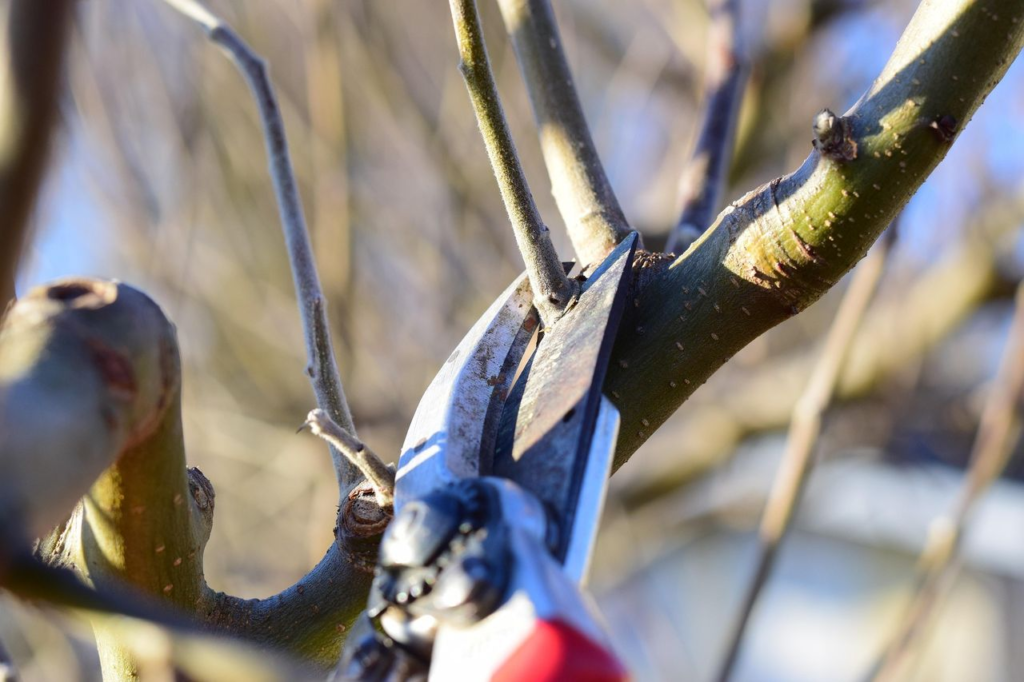 tree trimming Blue Mountains